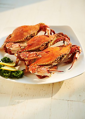 포토 JPG 스튜디오촬영 접시 어패류 실내 파슬리 사람없음 꽃게 해산물 꽃게요리 꽃게찜 파슬리장식 국내포토 동물 식기 음식 채소 내부 장식 게 파일형식