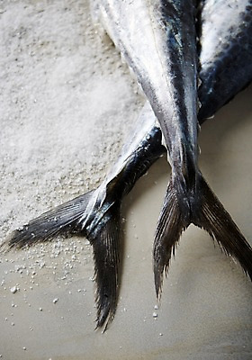 포토 JPG 스튜디오촬영 식재료 어패류 실내 어류 사람없음 해산물 흰배경 꼬리 소금 삼치 국내포토 동물 백그라운드 내부 수중동물 흰색 파일형식