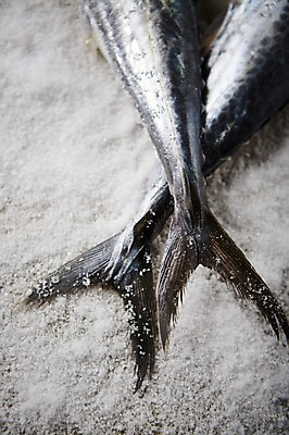 포토 JPG 스튜디오촬영 식재료 실내 근접촬영 사람없음 해산물 꼬리 소금 삼치 국내포토 뷰포인트 내부 파일형식