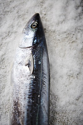 포토 JPG 스튜디오촬영 식재료 실내 사람없음 해산물 흰배경 소금 삼치 국내포토 백그라운드 내부 흰색 파일형식