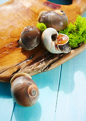 포토 JPG 스튜디오촬영 식재료 어패류 도마 실내 사람없음 골뱅이 해산물 국내포토 동물 주방용품 내부 파일형식