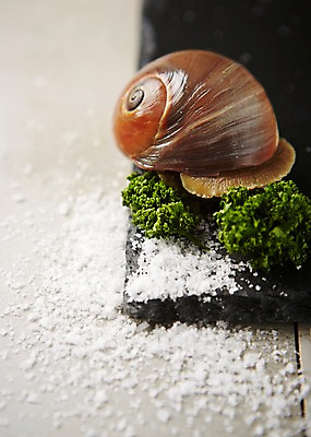 포토 JPG 스튜디오촬영 식재료 어패류 도마 실내 파슬리 사람없음 골뱅이 해산물 소금 파슬리장식 국내포토 동물 채소 주방용품 내부 장식 파일형식