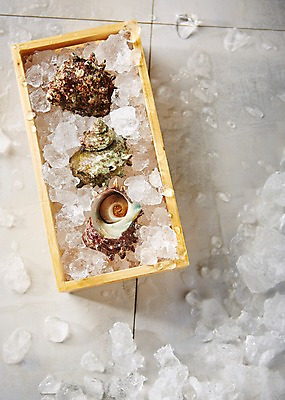 포토 JPG 스튜디오촬영 식재료 어패류 실내 사람없음 상자 얼음 해산물 참소라 국내포토 자연요소 동물 내부 소라 파일형식