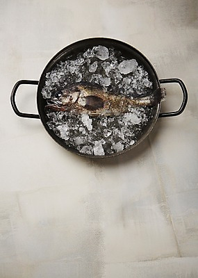 포토 JPG 스튜디오촬영 식재료 회색배경 실내 사람없음 얼음 냄비 해산물 담기 우럭 국내포토 자연요소 백그라운드 모션 어류 내부 회색 솥 파일형식