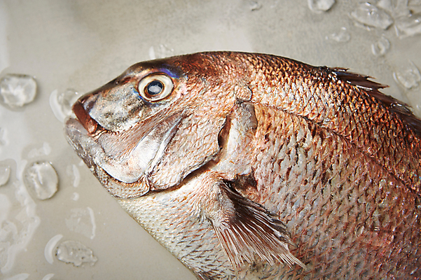 포토 JPG 스튜디오촬영 식재료 회색배경 실내 근접촬영 사람없음 얼음 해산물 도미 국내포토 자연요소 뷰포인트 백그라운드 어류 내부 회색 파일형식