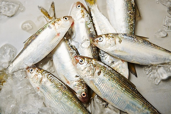 포토 JPG 스튜디오촬영 식재료 회색배경 실내 사람없음 쌓기 얼음 해산물 전어 제철음식 국내포토 자연요소 음식 백그라운드 모션 어류 내부 회색 제철 파일형식