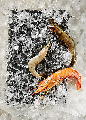 포토 JPG 스튜디오촬영 접시 식재료 어패류 새우 실내 사람없음 얼음 해산물 생새우 국내포토 자연요소 동물 식기 갑각류 내부 파일형식