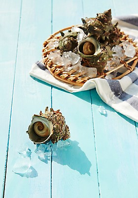 포토 JPG 스튜디오촬영 식재료 어패류 실내 사람없음 얼음 소라 천 해산물 참소라 국내포토 자연요소 동물 내부 직물 파일형식