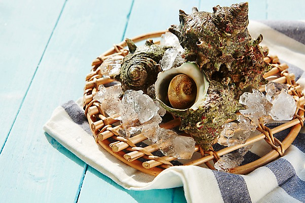 포토 JPG 스튜디오촬영 식재료 어패류 실내 사람없음 얼음 소라 천 해산물 참소라 국내포토 자연요소 동물 내부 직물 파일형식