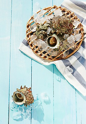 포토 JPG 스튜디오촬영 식재료 어패류 실내 사람없음 얼음 소라 천 해산물 참소라 국내포토 자연요소 동물 내부 직물 파일형식