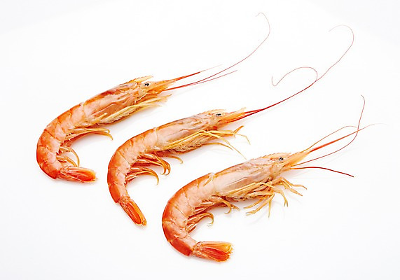 포토 JPG 스튜디오촬영 식재료 어패류 새우 실내 누끼 사람없음 해산물 국내포토 동물 갑각류 내부 파일형식