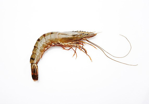 포토 JPG 스튜디오촬영 식재료 어패류 새우 실내 누끼 사람없음 해산물 생새우 국내포토 동물 갑각류 내부 파일형식