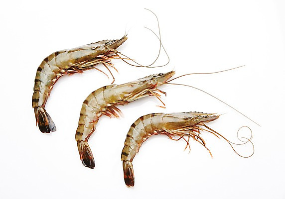 포토 JPG 스튜디오촬영 식재료 어패류 새우 실내 누끼 사람없음 해산물 생새우 국내포토 동물 갑각류 내부 파일형식