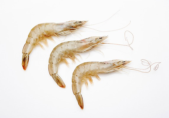 포토 JPG 스튜디오촬영 식재료 어패류 새우 실내 누끼 사람없음 해산물 생새우 국내포토 동물 갑각류 내부 파일형식