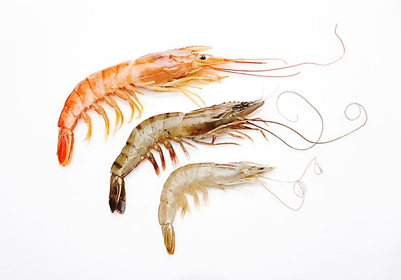포토 JPG 스튜디오촬영 식재료 어패류 새우 실내 누끼 사람없음 해산물 생새우 국내포토 동물 갑각류 내부 파일형식