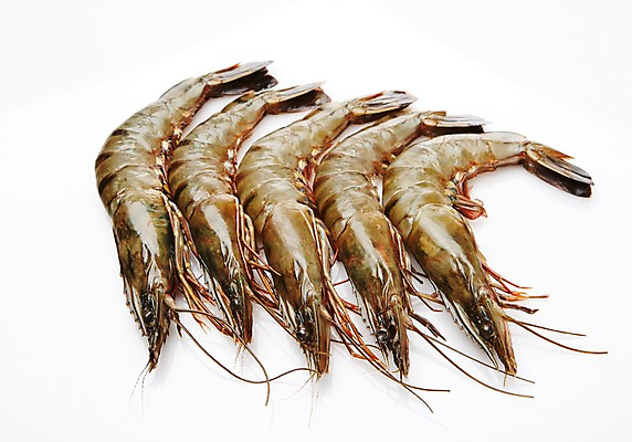 포토 JPG 스튜디오촬영 식재료 어패류 새우 실내 누끼 사람없음 해산물 생새우 국내포토 동물 갑각류 내부 파일형식