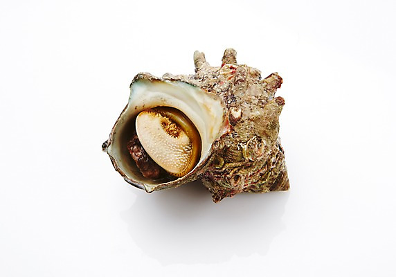 포토 JPG 스튜디오촬영 식재료 어패류 실내 누끼 사람없음 해산물 참소라 국내포토 동물 내부 소라 파일형식