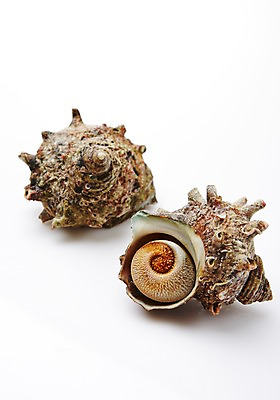 포토 JPG 스튜디오촬영 식재료 어패류 실내 누끼 사람없음 해산물 참소라 국내포토 동물 내부 소라 파일형식