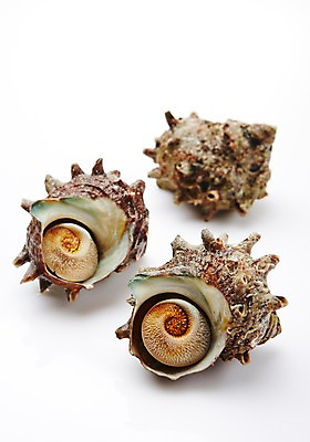 포토 JPG 스튜디오촬영 식재료 어패류 실내 누끼 사람없음 해산물 참소라 국내포토 동물 내부 소라 파일형식