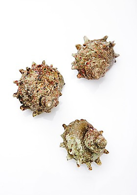 포토 JPG 스튜디오촬영 식재료 어패류 실내 누끼 사람없음 해산물 참소라 국내포토 동물 내부 소라 파일형식