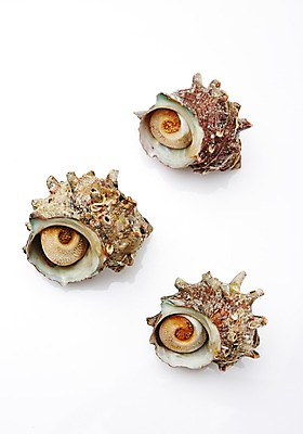 포토 JPG 스튜디오촬영 식재료 어패류 실내 누끼 사람없음 해산물 참소라 국내포토 동물 내부 소라 파일형식