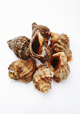 포토 JPG 스튜디오촬영 식재료 어패류 실내 누끼 사람없음 소라 해산물 국내포토 동물 내부 파일형식