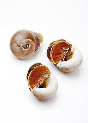 포토 JPG 스튜디오촬영 식재료 어패류 실내 누끼 사람없음 골뱅이 해산물 국내포토 동물 내부 파일형식