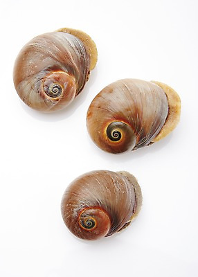 포토 JPG 스튜디오촬영 식재료 어패류 실내 누끼 사람없음 골뱅이 해산물 국내포토 동물 내부 파일형식