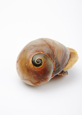 포토 JPG 스튜디오촬영 식재료 어패류 실내 누끼 사람없음 골뱅이 해산물 국내포토 동물 내부 파일형식