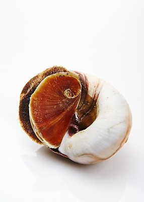 포토 JPG 스튜디오촬영 식재료 어패류 실내 누끼 사람없음 골뱅이 해산물 국내포토 동물 내부 파일형식