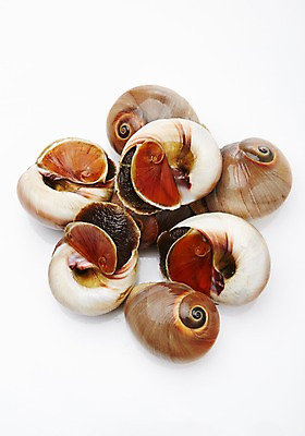 포토 JPG 스튜디오촬영 식재료 어패류 실내 누끼 사람없음 골뱅이 해산물 국내포토 동물 내부 파일형식