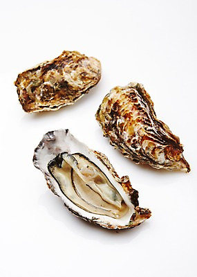 포토 JPG 스튜디오촬영 식재료 어패류 실내 누끼 사람없음 굴 해산물 국내포토 동물 내부 파일형식