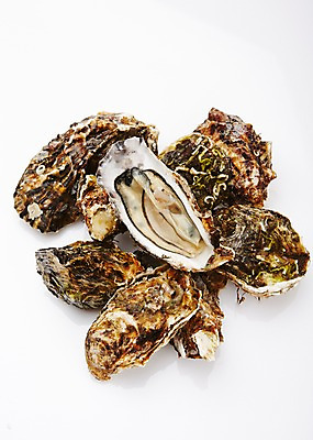 포토 JPG 스튜디오촬영 식재료 어패류 실내 누끼 사람없음 굴 해산물 국내포토 동물 내부 파일형식