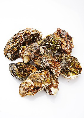 포토 JPG 스튜디오촬영 식재료 어패류 실내 누끼 사람없음 굴 해산물 국내포토 동물 내부 파일형식