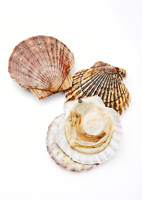 포토 JPG 스튜디오촬영 식재료 어패류 실내 누끼 사람없음 해산물 가리비 국내포토 동물 조개 내부 파일형식