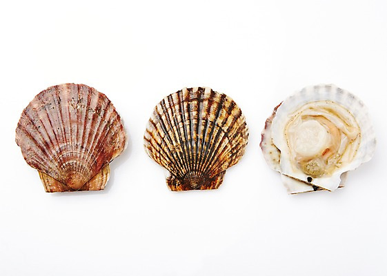 포토 JPG 스튜디오촬영 식재료 어패류 실내 누끼 사람없음 해산물 가리비 국내포토 동물 조개 내부 파일형식