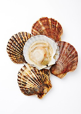 포토 JPG 스튜디오촬영 식재료 어패류 실내 누끼 사람없음 해산물 가리비 국내포토 동물 조개 내부 파일형식