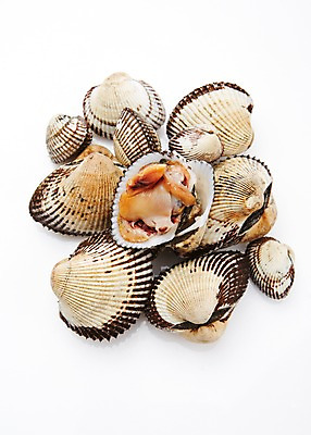 포토 JPG 스튜디오촬영 식재료 어패류 실내 누끼 사람없음 해산물 꼬막 제철 제철음식 국내포토 동물 음식 내부 파일형식