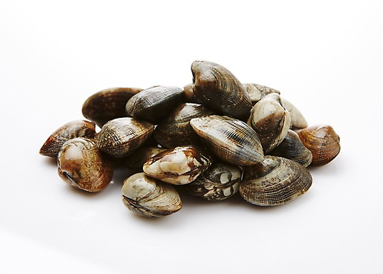 포토 JPG 스튜디오촬영 식재료 어패류 실내 누끼 사람없음 해산물 바지락 국내포토 동물 조개 내부 파일형식