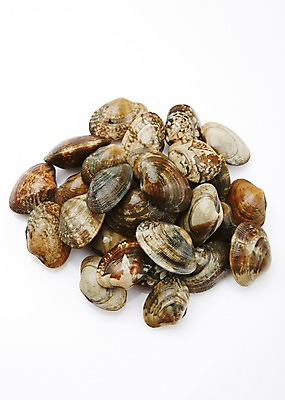 포토 JPG 스튜디오촬영 식재료 어패류 실내 누끼 사람없음 해산물 바지락 국내포토 동물 조개 내부 파일형식