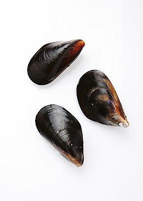 포토 JPG 스튜디오촬영 식재료 어패류 실내 누끼 사람없음 해산물 홍합 국내포토 동물 내부 파일형식