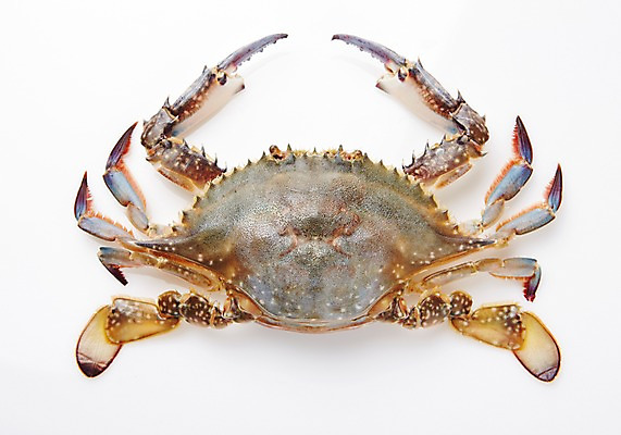 포토 JPG 스튜디오촬영 식재료 어패류 실내 누끼 사람없음 꽃게 해산물 국내포토 동물 내부 게 파일형식