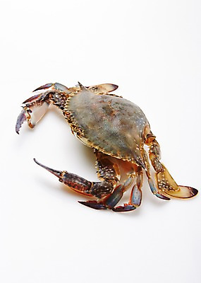 포토 JPG 스튜디오촬영 식재료 어패류 실내 누끼 사람없음 꽃게 해산물 국내포토 동물 내부 게 파일형식