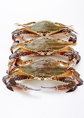 포토 JPG 스튜디오촬영 식재료 어패류 실내 누끼 사람없음 꽃게 해산물 국내포토 동물 내부 게 파일형식