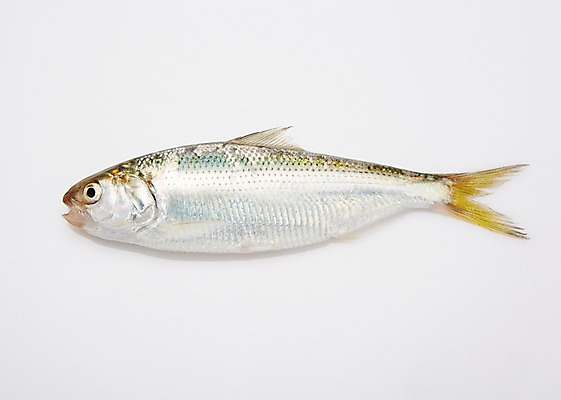 포토 JPG 스튜디오촬영 한마리 식재료 실내 누끼 사람없음 해산물 흰배경 전어 제철음식 국내포토 1 음식 백그라운드 어류 내부 흰색 제철 파일형식