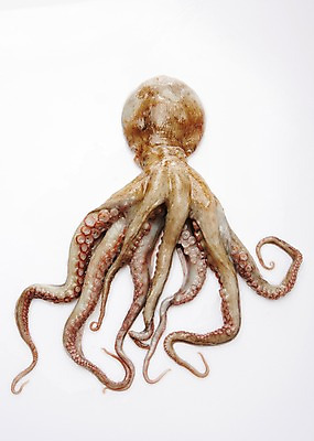 포토 JPG 스튜디오촬영 식재료 어패류 실내 누끼 사람없음 해산물 문어 국내포토 동물 연체동물 내부 수중동물 파일형식