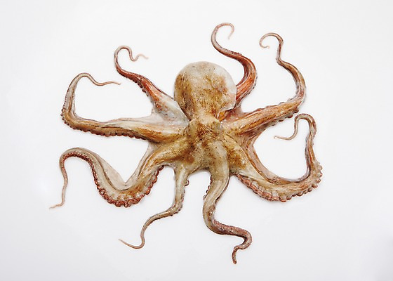 포토 JPG 스튜디오촬영 식재료 어패류 실내 누끼 사람없음 해산물 문어 국내포토 동물 연체동물 내부 수중동물 파일형식