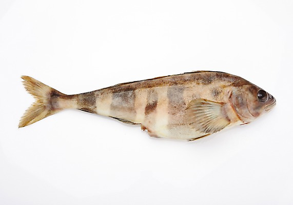 포토 JPG 스튜디오촬영 한마리 식재료 실내 어류 누끼 사람없음 해산물 흰배경 이면수 국내포토 1 백그라운드 내부 수중동물 흰색 파일형식