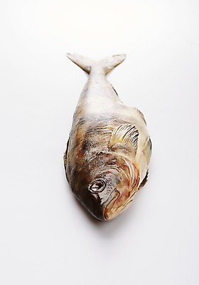 포토 JPG 스튜디오촬영 한마리 식재료 실내 어류 누끼 사람없음 해산물 흰배경 이면수 국내포토 1 백그라운드 내부 수중동물 흰색 파일형식