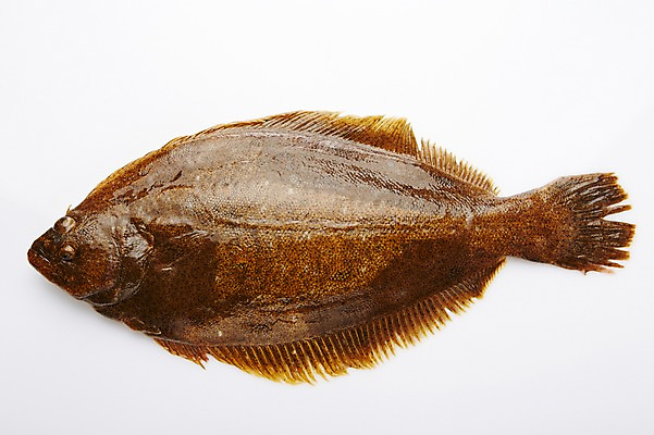 포토 JPG 스튜디오촬영 한마리 식재료 실내 누끼 사람없음 해산물 흰배경 넙치 광어 국내포토 1 백그라운드 어류 내부 흰색 파일형식